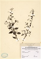 藏品(排香草)的圖片